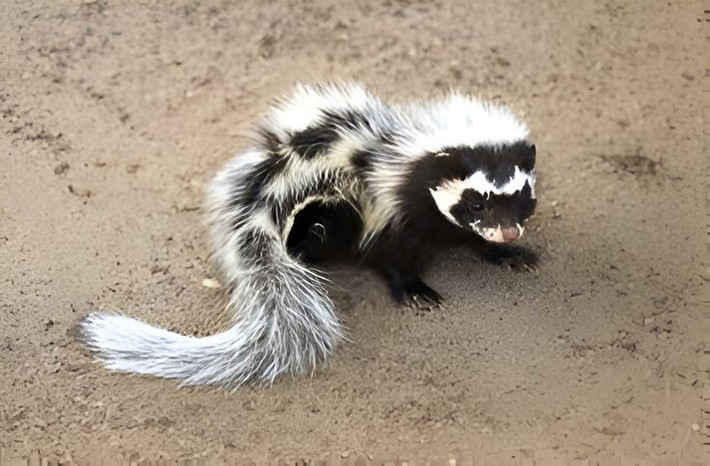  Mùi hôi của chúng là một trong những mùi khó chịu nhất giới động vật. Tuyến hậu môn của chồn hôi sọc châu Phi tiết ra hợp chất lưu huỳnh nồng nặc, có thể khiến kẻ săn mồi bỏ chạy ngay lập tức và lưu mùi trong nhiều giờ liền. Ảnh: Pinterest.