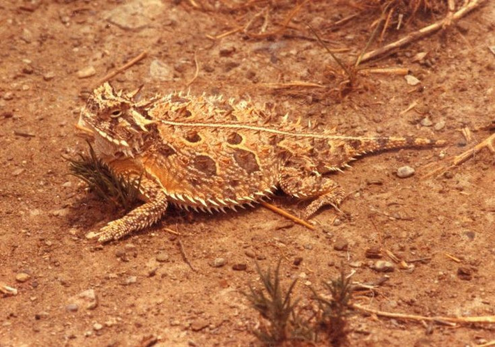  Thằn lằn sừng Texas có hình dạng giống con cóc bọc giáp. Cơ thể phẳng, tua tủa gai nhọn và đầu “có sừng” tạo vẻ ngoài đáng sợ. Ảnh: Pinterest.