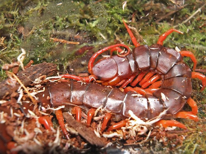  Đây là một trong những loài rết lớn nhất thế giới. Cá thể rết khổng lồ Việt Nam trưởng thành có thể dài hơn 25 cm, với cơ thể phân đốt và răng nanh khổng lồ. Ảnh: Pinterest.