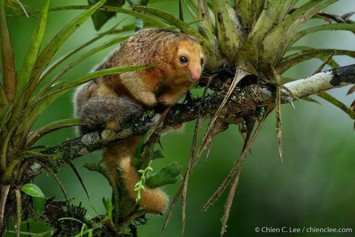  Lối sống hoàn toàn trên cây. Không giống nhiều loài thú ăn kiến khác, loài này gần như không bao giờ xuống đất, dành trọn cuộc đời trên tán rừng, ngủ, kiếm ăn và di chuyển giữa các cành cây cao. Ảnh: Pinterest.