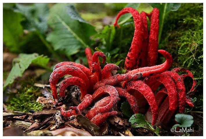  Trở thành chủ đề yêu thích của nhiếp ảnh thiên nhiên. Vẻ ngoài siêu thực của nấm ngón tay quỷ khiến chúng thường xuất hiện trong các bộ sưu tập ảnh kỳ dị và huyền bí. Ảnh: Pinterest.