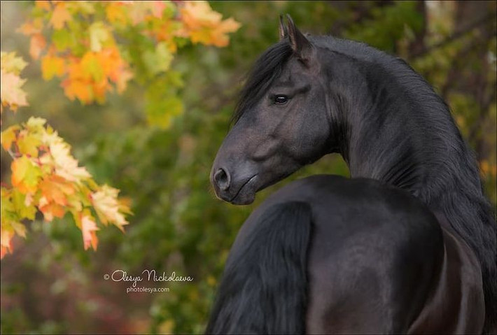  So sánh với các loài động vật khác. Nhiều nhà khoa học cho rằng trí nhớ của ngựa có thể sánh ngang, thậm chí vượt trội so với chó trong một số nhiệm vụ nhận thức liên quan đến không gian và cảm xúc. Ảnh: Pinterest.