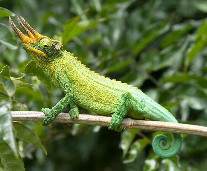  Tắc kè hoa ba sừng được nuôi phổ biến ngoài tự nhiên bản địa. Nhờ ngoại hình độc đáo và tính khí tương đối hiền, loài này được nuôi làm thú cảnh ở nhiều nơi, đặc biệt là tại Hawaii, nơi chúng đã hình thành quần thể hoang dã. Ảnh: Pinterest.