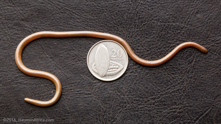  Mắt thoái hóa gần như mù. Do sống dưới lòng đất, mắt của chúng bị thoái hóa, chỉ còn khả năng cảm nhận ánh sáng và bóng tối. Ảnh: amazonaws.com.