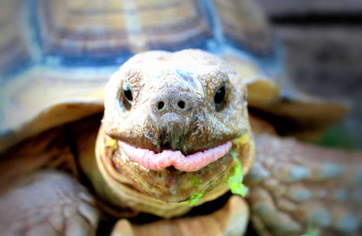  Ăn thực vật hoàn toàn. Khẩu phần gồm cỏ khô, lá cây, xương rồng và các loài cây mọng nước. Ảnh: Pinterest.