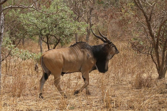 Sống chủ yếu ở vùng rừng rậm và đồng cỏ châu Phi. Phân bố từ Senegal đến Sudan, chúng thích nghi tốt với khí hậu khô nóng. Ảnh: Pinterest.