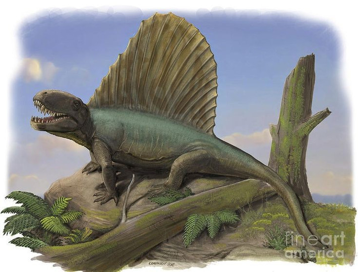  Hàm răng khác biệt. Tên “Dimetrodon” nghĩa là “răng hai hình dạng”, phản ánh bộ răng không đồng đều – đặc trưng giống động vật có vú. Ảnh: Pinterest.
