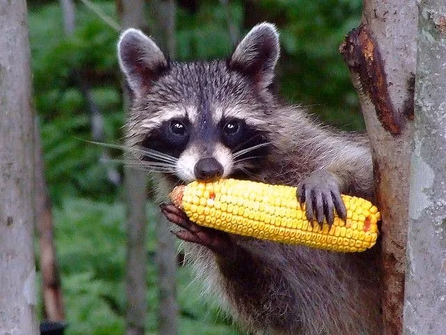  Thói quen “rửa” thức ăn gây hiểu lầm. Gấu mèo thường nhúng thức ăn vào nước, không phải để làm sạch mà nhằm tăng cảm giác xúc giác ở bàn tay, giúp chúng nhận diện thức ăn tốt hơn. Ảnh: Pinterest.