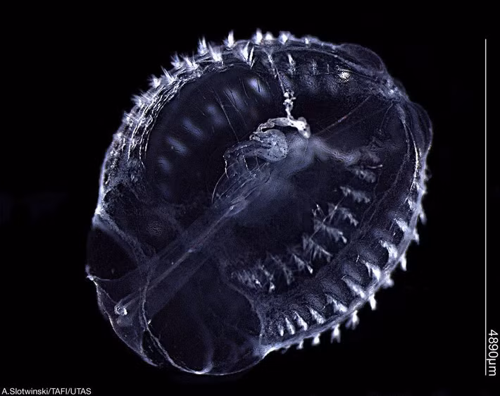  Nhiều loài có khả năng phát quang sinh học. Ngoài hiệu ứng cầu vồng từ lông bơi, nhiều loài sứa lược còn có khả năng phát quang sinh học (bioluminescence). Khi bị kích thích hoặc gặp nguy hiểm, cơ thể chúng có thể phát ra ánh sáng xanh lục hoặc xanh lam, tạo nên cảnh tượng huyền ảo trong đại dương sâu. Ảnh: Pinterest.