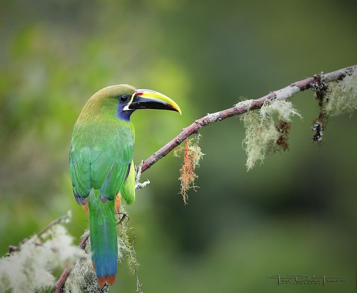  Đóng vai trò quan trọng trong phát tán hạt giống. Nhờ thói quen ăn nhiều trái cây rồi thải hạt ra xa cây mẹ, loài chim này góp phần duy trì và tái sinh hệ sinh thái rừng mưa nhiệt đới. Ảnh: Pinterest.