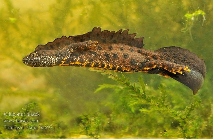  Sa giông mào là loài chỉ báo môi trường tự nhiên. Sự hiện diện của chúng cho thấy nguồn nước sạch và hệ sinh thái lành mạnh. Ảnh: Pinterest.