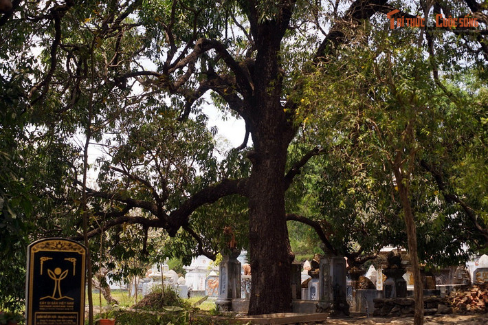 Khu vực quanh chùa từng nổi tiếng với giống xoài Đá Trắng thơm ngon, được xem là đặc sản quý hiếm của Phú Yên. Theo truyền tụng, loại xoài này từng được chọn để dâng lên triều đình nên được gọi là “xoài tiến vua”.