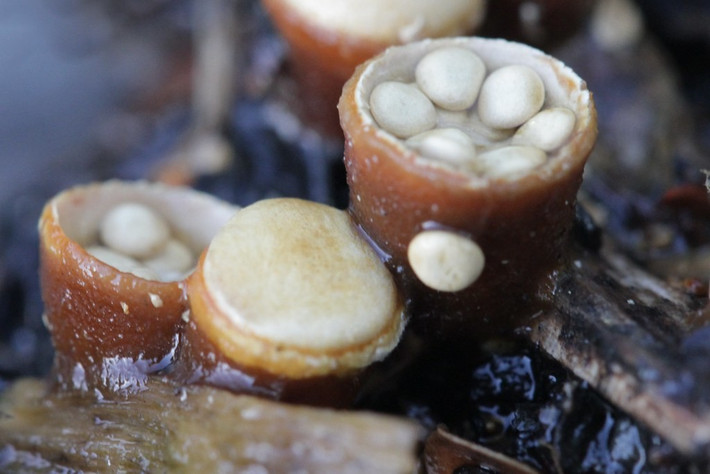  Là đề tài yêu thích của nhiếp ảnh gia thiên nhiên. Cấu trúc đẹp mắt của nấm tổ chim khiến chúng xuất hiện trong nhiều bộ ảnh cận cảnh nấm rừng. Ảnh: staticflickr.com.