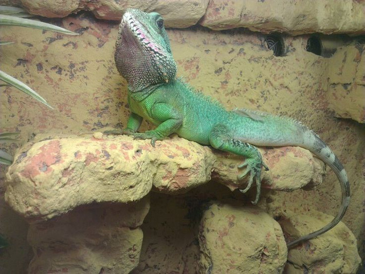  Tập tính sinh sản. Con cái đẻ trứng trong hốc đất ẩm gần nguồn nước. Sau vài tháng ấp, trứng nở thành con non với màu sắc nhạt hơn, dần đậm lên khi trưởng thành. Tỷ lệ sống sót ngoài tự nhiên phụ thuộc nhiều vào môi trường. Ảnh: Pinterest.