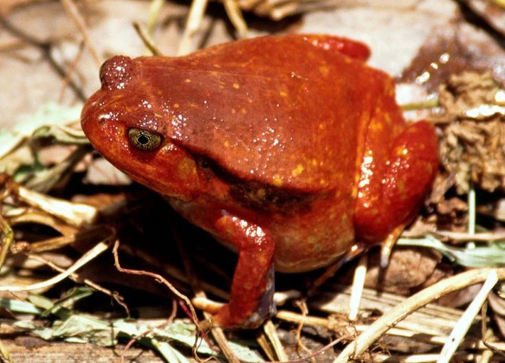  Màu sắc cảnh báo kẻ săn mồi. Màu đỏ rực không nhằm để ngụy trang mà đóng vai trò cảnh báo, báo hiệu cho kẻ thù biết rằng loài ếch này có khả năng tự vệ bằng chất tiết gây khó chịu. Ảnh: Pinterest.