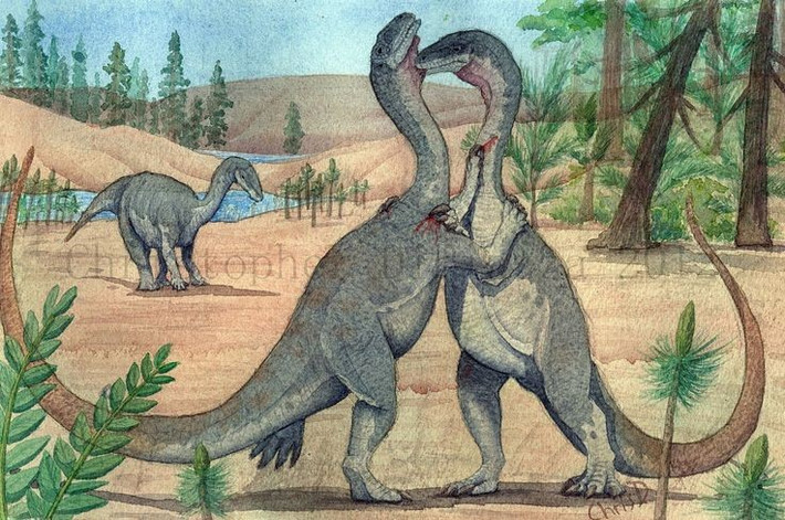  Có khả năng tăng trưởng phụ thuộc môi trường. Chúng không lớn theo tốc độ cố định mà thay đổi tùy vào điều kiện sống. Ảnh: Pinterest.