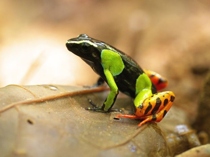  Độc tính đến từ chế độ ăn tự nhiên. Độc tố trong da ếch Mantella hoa không tự sinh ra mà tích lũy từ các loài kiến và côn trùng nhỏ có độc mà chúng ăn trong tự nhiên. Ảnh: Pinterest.