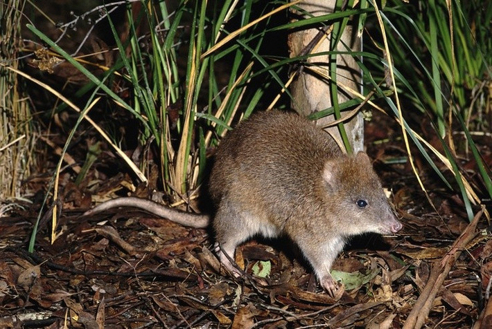  Hoạt động chủ yếu về đêm. Ban ngày, potoroo ẩn mình trong thảm thực vật rậm rạp hoặc hốc cây, chỉ ra ngoài kiếm ăn khi trời tối để tránh kẻ săn mồi. Ảnh: Pinterest.