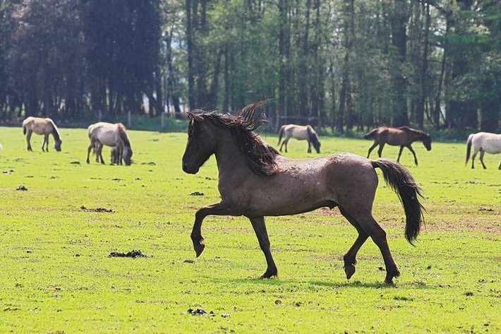  Sự lan tỏa từ thảo nguyên ra thế giới. Từ trung tâm thảo nguyên, ngựa thuần hóa nhanh chóng lan sang châu Âu, Tây Á và Nam Á, thông qua các làn sóng di cư và giao thương của các tộc người du mục. Ảnh: Pinterest.