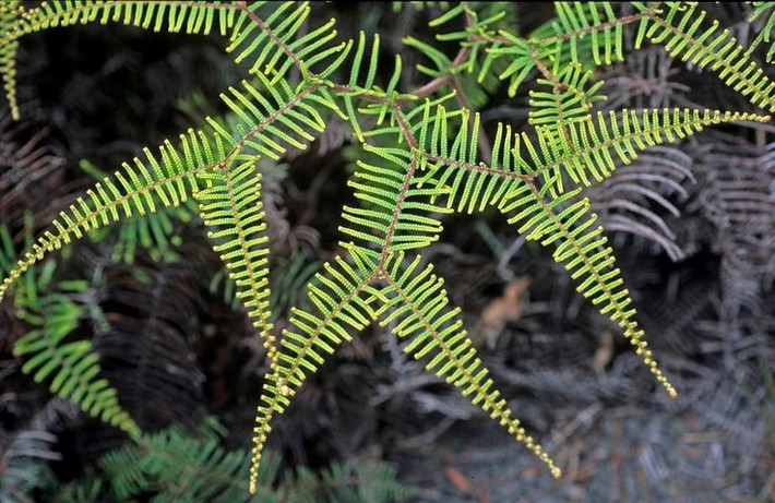  Nhóm thực vật có lịch sử hàng trăm triệu năm. Dương xỉ xuất hiện từ kỷ Devon, cách đây hơn 360 triệu năm, trước cả thời đại của khủng long. Tổ tiên của chúng từng phát triển thành những “rừng dương xỉ khổng lồ” trong kỷ Than đá, góp phần hình thành nên nhiều mỏ than ngày nay. Sự tồn tại bền bỉ qua các cuộc đại tuyệt chủng cho thấy khả năng thích nghi đáng kinh ngạc của ngành Polypodiopsida. Ảnh: Pinterest.