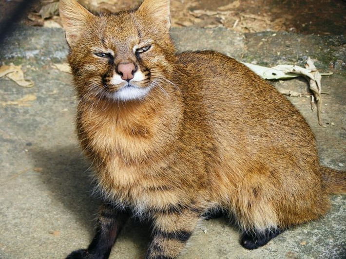  Ngoại hình thay đổi theo vùng địa lý. Màu lông của mèo Colocolo rất đa dạng, từ xám, vàng nhạt đến nâu đỏ, với hoa văn khác nhau tùy khu vực. Ảnh: Pinterest.