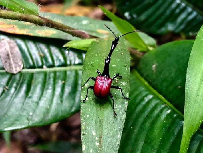  Cổ dài gấp ba lần cơ thể. Chiếc cổ của mọt hươu cao cổ đực có thể dài gấp ba lần phần thân, giúp nó trở thành một trong những loài côn trùng có tỷ lệ cơ thể dị thường nhất. Ảnh: Pinterest.
