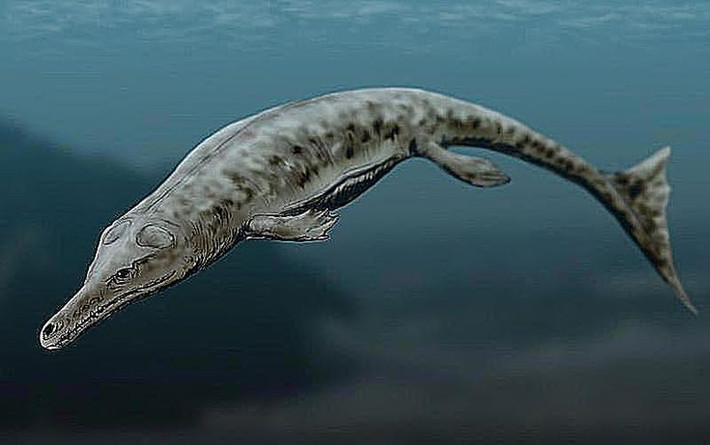 Chiều dài trung bình khoảng 6 mét. Globidens không phải loài mosasaur lớn nhất, nhưng vẫn là kẻ săn mồi đáng gờm của đại dương cổ. Ảnh: Pinterest.