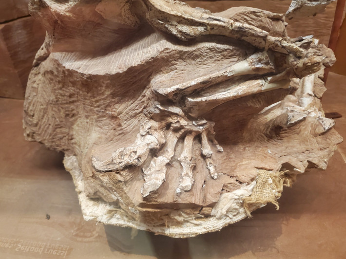  Cung cấp manh mối về môi trường sa mạc cổ đại. Việc tìm thấy Seitaad trong trầm tích cát cho thấy từng có nhiều loài khủng long sống ở khu vực Utah thời cổ đại, khi đó là vùng sa mạc rộng lớn, với những cồn cát di động. Ảnh: masto.host.