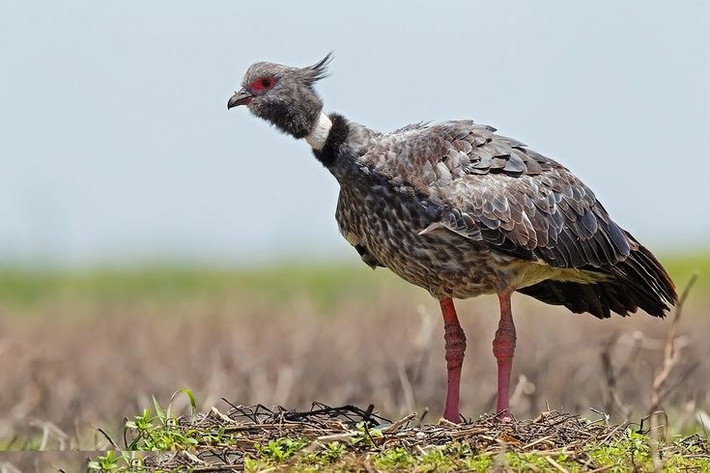  Chiếc “mào” nhỏ trên đầu không phải để trang trí. Phần mào nhô nhẹ phía trước hộp sọ giúp ngỗng hạc mào dễ nhận diện đồng loại từ xa, nhất là trong môi trường đầm lầy rậm rạp. Ảnh: Pinterest.