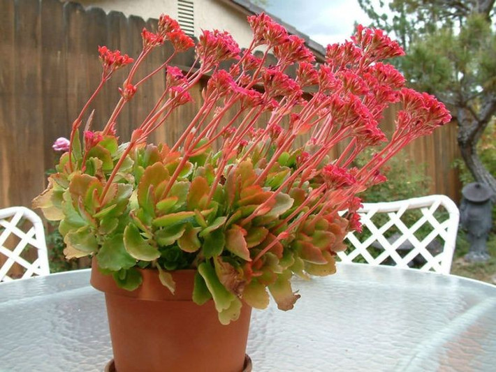  Có nhiều màu hoa khác nhau. Từ đỏ, hồng, cam đến vàng và trắng, sự đa dạng màu sắc giúp cây thuốc bỏng trở thành lựa chọn trang trí phổ biến. Ảnh: Pinterest.