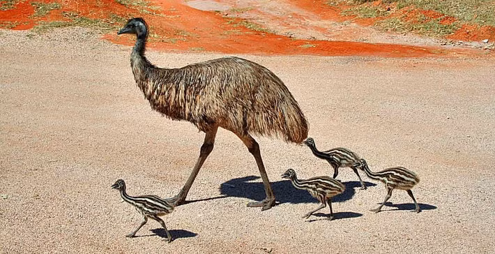  Tiếng kêu vang xa. Đà điểu Emu tạo ra âm trống bụng vang vọng tới 2 km. Ảnh: Pinterest.