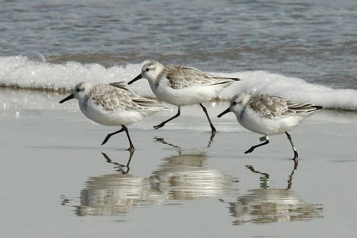  Chân cao thích nghi với vùng đất ngập nước. Đôi chân mảnh nhưng cao cho phép chim rẽ di chuyển dễ dàng trong bãi bùn, đầm lầy và vùng ven biển nông, nơi nhiều loài chim khác khó kiếm ăn. Ảnh: Pinterest.