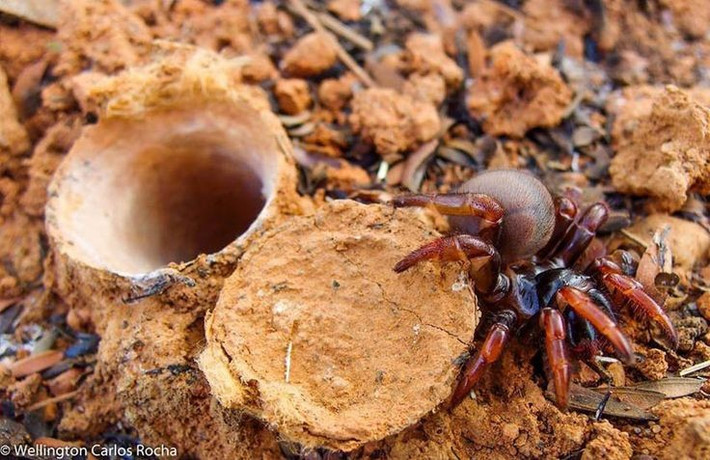  Nhện cửa sập tạo ra chiếc nắp cửa bằng tơ và đất. Nắp cửa trông như một miếng đất bình thường giúp chúng hoàn toàn ẩn mình khỏi kẻ thù. Ảnh: Pinterest.