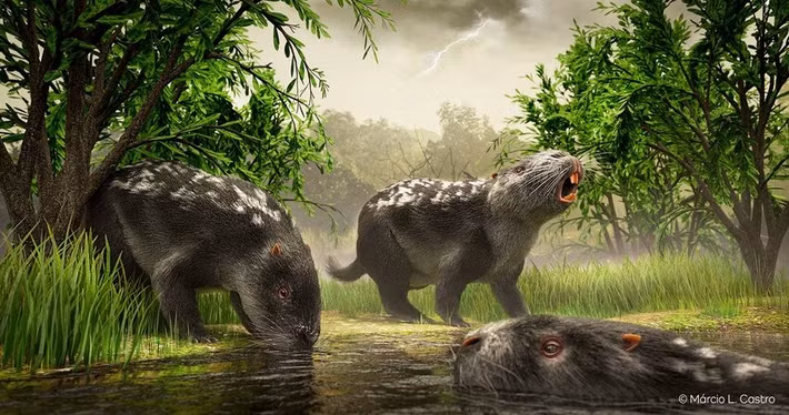  Sống gần sông hồ. Như chuột lang nước ngày nay, Josephoartigasia có thể ưa môi trường ẩm ướt và biết bơi. Ảnh: researchgate.net.