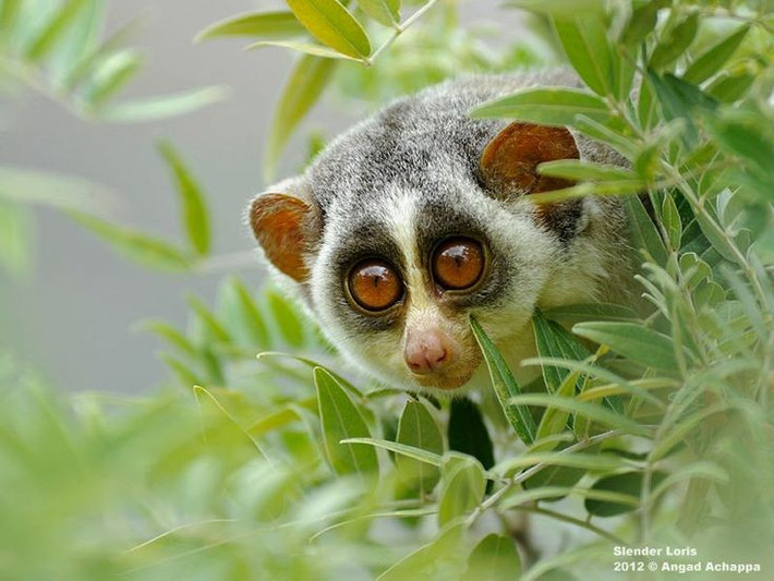  Tiếng kêu nhỏ nhưng có ý nghĩa xã hội. Dù khá lặng lẽ, cu li vẫn giao tiếp bằng những âm thanh nhỏ, mùi hương và cử chỉ cơ thể. Việc đánh dấu lãnh thổ bằng mùi giúp chúng tránh xung đột trong môi trường sống chật hẹp. Ảnh: Pinterest.