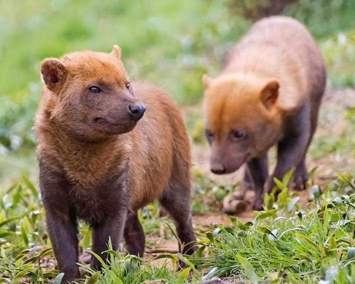  Ngoại hình nhỏ nhưng săn mồi đáng gờm. Loài chó này có thân hình thấp, chân ngắn, mõm tròn và bộ lông nâu sẫm đặc trưng. Dù chỉ nặng khoảng 5–8 kg, chúng lại là thợ săn hiệu quả, có thể hạ gục con mồi lớn hơn nhiều lần nhờ chiến thuật hợp tác theo bầy. Ảnh: Pinterest.