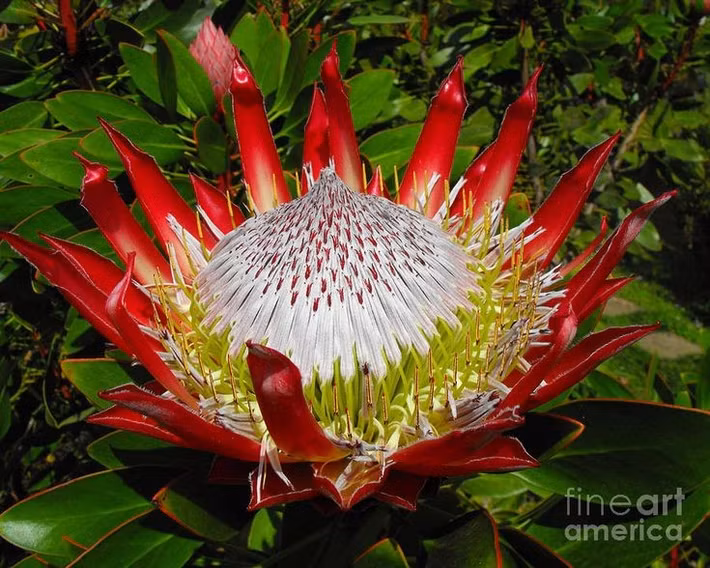  Khả năng chịu hạn tuyệt vời. Loài cây này thích nghi tốt với môi trường khô cằn, đất nghèo dinh dưỡng, nhờ hệ rễ phát triển đặc biệt giúp hấp thụ nước hiệu quả. Ảnh: Pinterest.