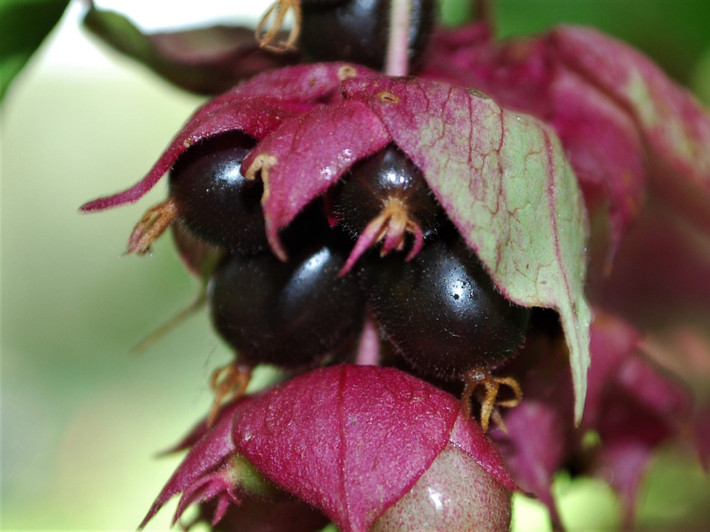  Quả mọng hấp dẫn chim chóc. Sau mùa hoa, cây cho ra những quả mọng nhỏ, chuyển dần từ xanh sang tím đen khi chín. Đây là nguồn thức ăn ưa thích của nhiều loài chim, giúp phát tán hạt giống đi xa và mở rộng phạm vi sinh trưởng. Ảnh: wildfooduk.com.