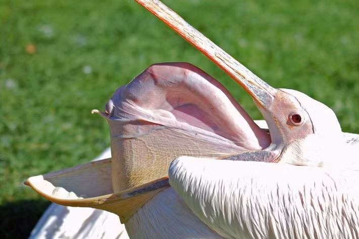  Chiếc mỏ và túi họng độc nhất vô nhị. Đặc trưng nổi bật nhất của bồ nông là chiếc mỏ dài kết hợp với túi da đàn hồi ở họng, có thể chứa lượng nước và cá lớn hơn nhiều so với dạ dày. Khi săn mồi, chúng múc cả đàn cá cùng nước rồi khéo léo đẩy nước ra ngoài trước khi nuốt con mồi. Ảnh: Pinterest.