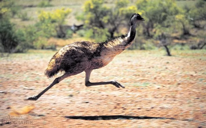  Chúng chạy cực nhanh. Đà điểu emu có thể đạt tốc độ khoảng 50 km/h nhờ đôi chân mạnh mẽ. Ảnh: Pinterest.