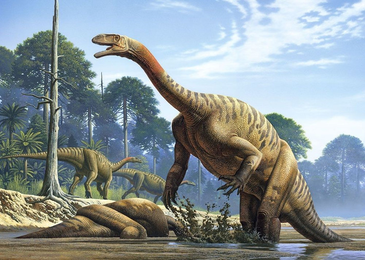  Có thể đi bằng hai chân lẫn bốn chân. Chúng linh hoạt trong di chuyển tùy thuộc vào tốc độ và hành vi kiếm ăn. Ảnh: Pinterest.