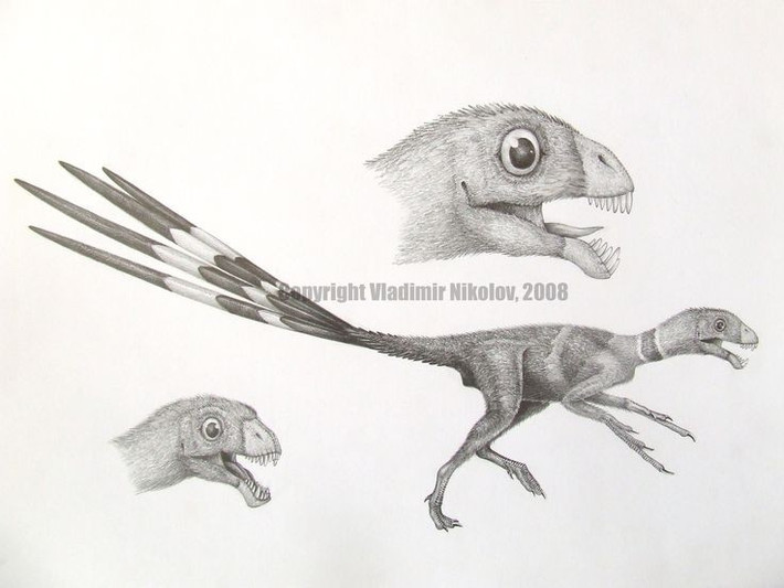  Có hàm răng bất thường. Răng Epidexipteryx nhỏ, nhọn, thích hợp cho chế độ ăn côn trùng. Ảnh: Pinterest.