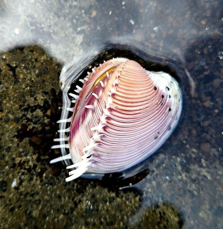  Vỏ được giới sưu tầm đặc biệt yêu thích. Nhờ hình dáng hài hòa và đường gân sắc nét, vỏ ngao vệ nữ gai lược thường xuất hiện trong các bộ sưu tập vỏ sò, đồ trang trí thủ công và nghệ thuật sắp đặt lấy cảm hứng từ đại dương. Ảnh: inaturalist.