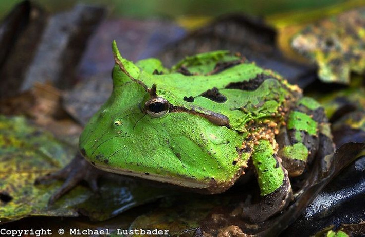  Miệng rộng gần bằng cả cơ thể. Một trong những đặc điểm nổi bật của loài ếch này là chiếc miệng cực lớn so với kích thước cơ thể. Hàm rộng cho phép chúng nuốt những con mồi khá to như chuột nhỏ, thằn lằn, chim non và thậm chí cả những con ếch khác. Vì vậy, chúng thường được mệnh danh là “ếch Pac-Man” trong thế giới động vật. Ảnh: Pinterest.