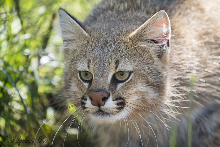  Ít khi được con người quan sát trực tiếp. Tính cách dè dặt và môi trường sống xa xôi khiến loài mèo này hiếm khi được con người quan sát. Ảnh: Pinterest.