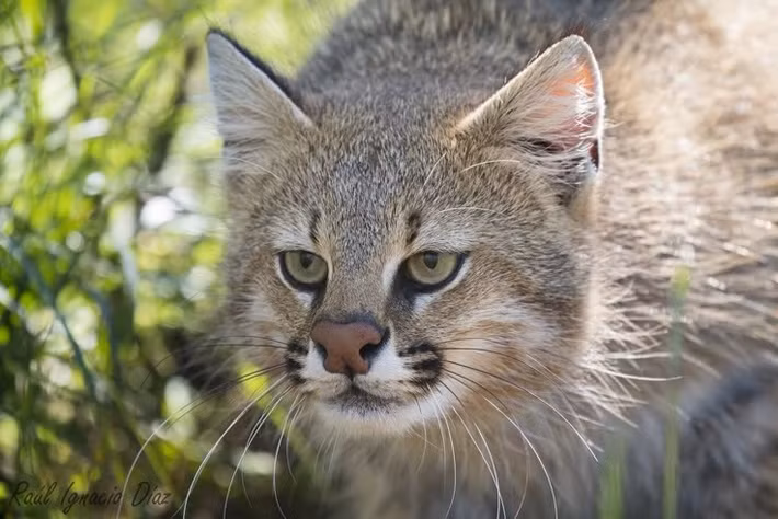  Ít khi được con người quan sát trực tiếp. Tính cách dè dặt và môi trường sống xa xôi khiến loài mèo này hiếm khi được con người quan sát. Ảnh: Pinterest.