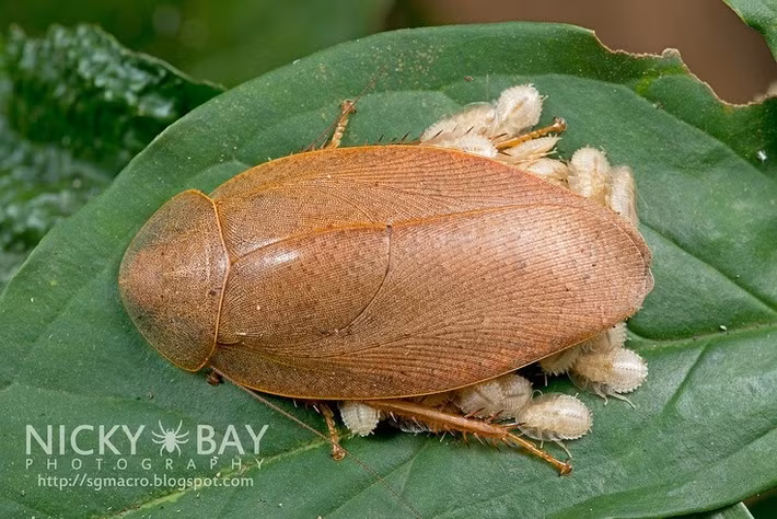  Một số loài mang thai giả sinh. Gián thường đẻ trứng trong bọc trứng gọi là ootheca, nhưng có loài phát triển hình thức sinh sản gần giống thai sinh, khi trứng nở ngay trong cơ thể mẹ và con non được sinh ra trực tiếp. Điều này làm tăng tỷ lệ sống sót của thế hệ sau. Ảnh: Pinterest.