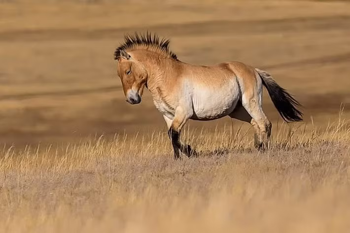  Văn hóa Botai ở Kazakhstan. Những phát hiện tại các di chỉ của văn hóa Botai, niên đại khoảng 3500–3000 TCN, cho thấy dấu vết rõ ràng của ngựa thuần hóa, bao gồm xương ngựa, vết mòn do dây cương và dấu hiệu vắt sữa ngựa. Ảnh: Pinterest.