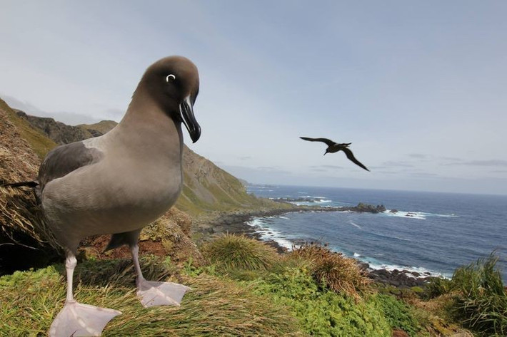  Hệ sinh thái cận Nam Cực đặc trưng. Macquarie sở hữu thảm thực vật thấp, chủ yếu là cỏ, rêu và địa y, thích nghi với gió mạnh và khí hậu lạnh ẩm. Không có cây gỗ lớn nào tồn tại được trong điều kiện khắc nghiệt này. Ảnh: Pinterest.