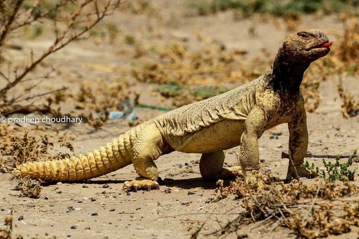  Đóng vai trò quan trọng trong hệ sinh thái sa mạc. Bằng việc ăn thực vật và đào hang, chúng góp phần phát tán hạt giống và cải thiện cấu trúc đất ở các vùng khô cằn. Ảnh: Pinterest.